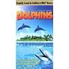 Dolphins (full Frame)