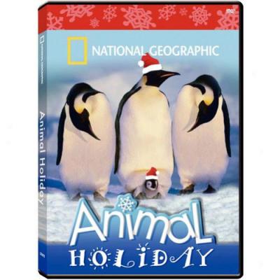 National Geographic: Animal Holiday (full Frame)