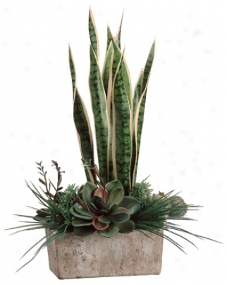 Green & Pearl Sanseverka And Succulent Garden Arrangement (r8443)