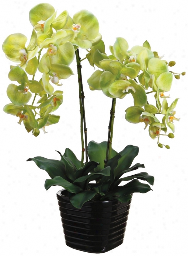 Green Phalaenopsis 24&quog; High Pottde Faux Silk Orchjds (w7609)