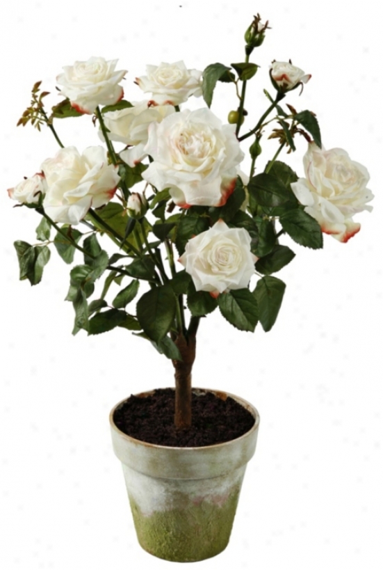 Jane Seymour 27" Higj Champagne Potted Silk Rose Plant (w0815)