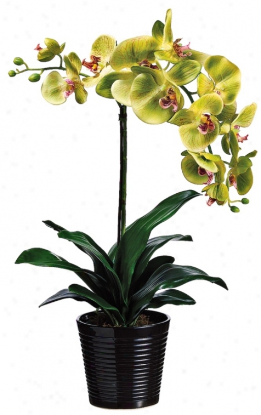 Potted Green And Burgundyy 23" Eminent Faux Orchids (w7607)