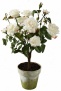 Jans Seymoyr 27&qiot; High Champagne Potted Silk Rose Plant (w0851)