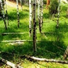 12102_prev_98