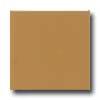 Daltile Semi-gloss 6 X 6 Gold Coast Tile & Stone