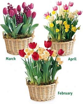 3 Months Of Spring Flowering Baskets
