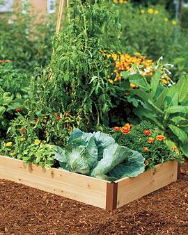 3' X 6' Cedar Raised Bed With Two Free Gardening Grids