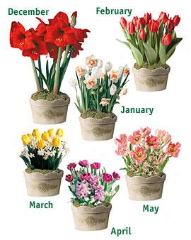 6 Months Of Flowering Bulbs