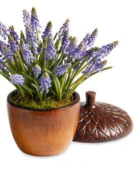 Acorn Planter With Muscari - Valentine's Day