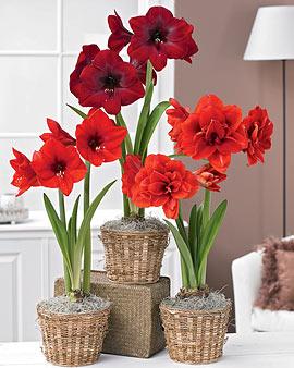 Amaryllis Collection, Set Of 3