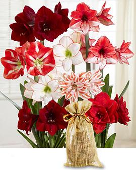 Amaryllis In Gift Bag