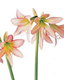 Amaryllis veneto␙