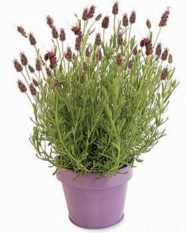 Aromatic Lavender, Valentine's Day Delivery