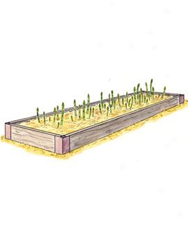 Asparagus Bed