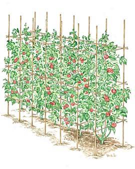 Bamboo Tomato Cage Kit