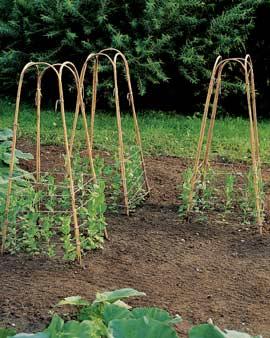 Bamboo Veggie Supports, Set Of 3