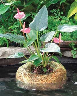 Barley Straw Planter