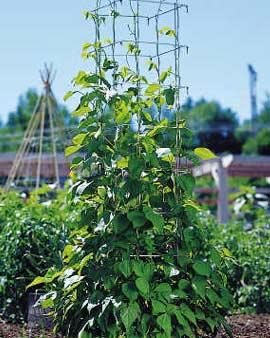 Bean Tower