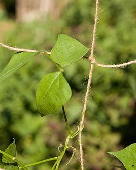 Biodegradable Netting