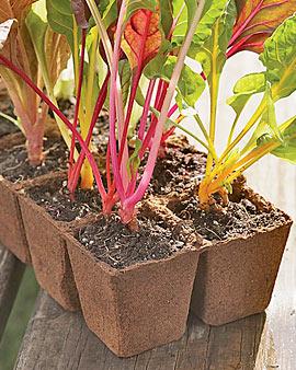 Biodegradable Seedling Pots