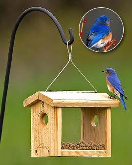 Bluebird Feeder