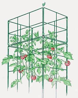 Cage Extension For Tomato Success Kit
