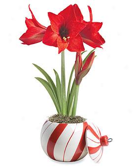 Candy Cane Planter With Dwarf Amaryllis