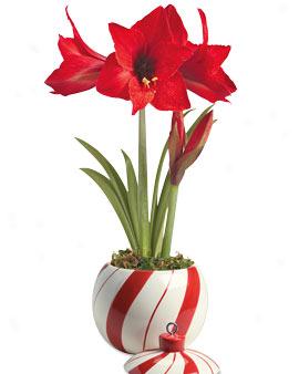 Candy Cane Planter With Firecracker Amaryllis