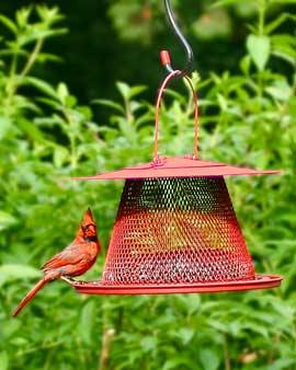 Cardinal Feeder