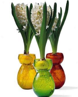 Carnegie Hyacinths In Forcing Vases, Set Of 3