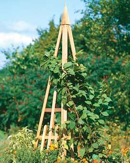 Cedar Obelisk