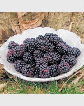 Chester Thornless Blackberries, 5 Canes
