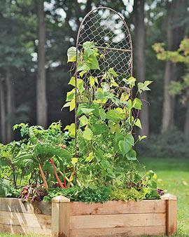 Chicken Wire Trellis