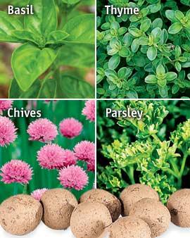 Parsley Seed Balls, Pack Of 8