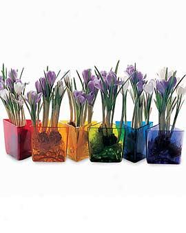 Rainbow Vases, Set Of 6