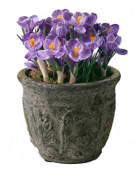 Cupid's Crocus