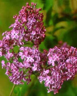 Unilluminated Night Lilac