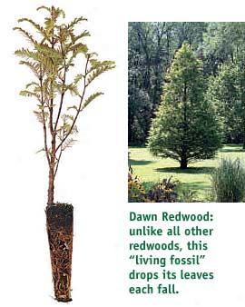 Dawn Redwood