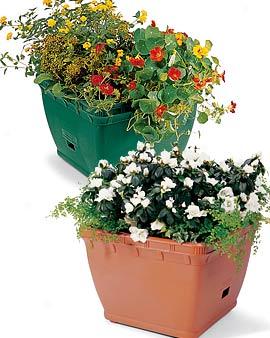 Deep-root Self-watering Planter, Unseasoned