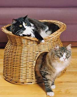 Double Decker Kitty Basket