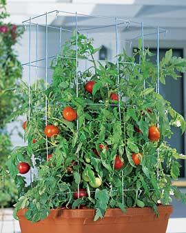 Double Tomato Cage