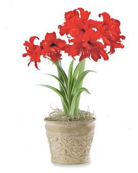 Dwarf Amaryllis, Single