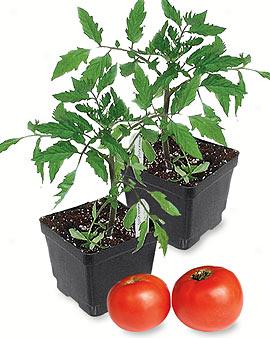 Early Girl Tomatk Plants, Seg Of 2