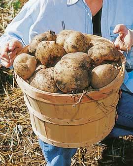 Elba Potatoes, 1 Lb.