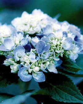 Uninterrupted Summer™ Hydrangea