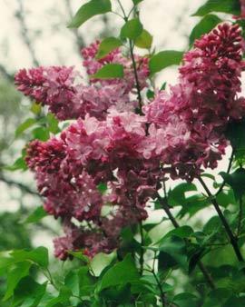 Esther Staley Lilac