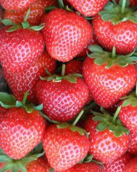 'evie 2' Strawberries