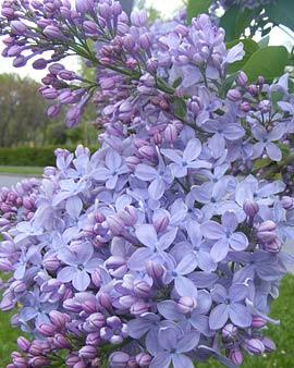 Firmament Lilac