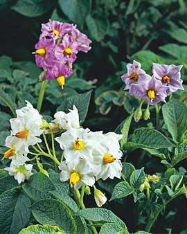 Flowering Potatoes