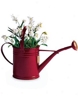 Flowering Watering Can, Valentine's Day Delivery